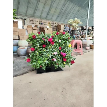 南京市網(wǎng)紅景區(qū)打卡點(diǎn)彩葉芋立體綠墻花盆種植盒批發(fā)