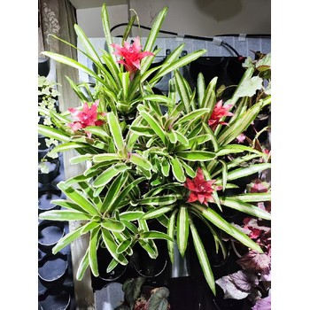 西寧市衛生間、廚房植物綠植墻面工廠(chǎng)