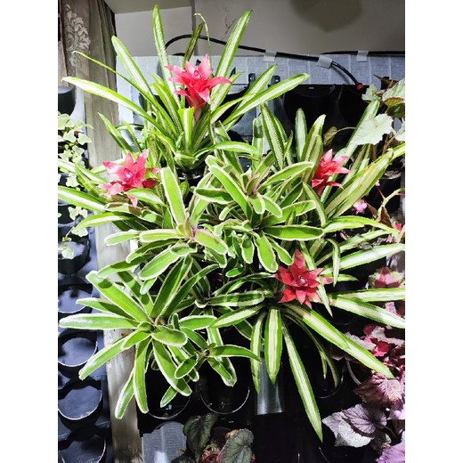 哈爾濱市洗浴會(huì )所真花植物立體綠墻案例