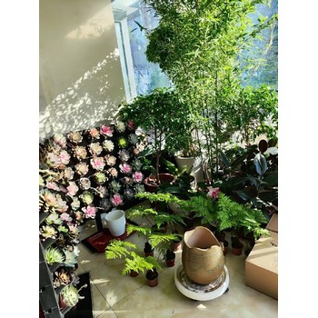 洗浴、會(huì )所特色裝飾裝修特色屏風(fēng)隔斷植物綠植墻面種植盒批發(fā)