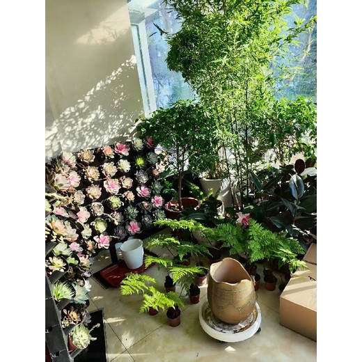 唐山市別墅下沉庭院多肉植物立體綠墻設計施工
