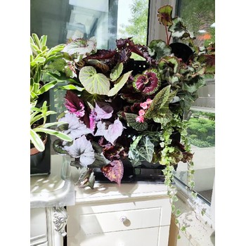 西寧市衛生間、廚房植物綠植墻面工廠(chǎng)