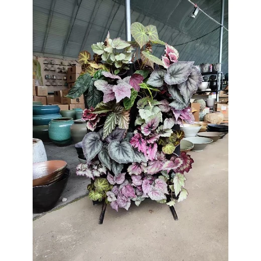 福州市醫(yī)院學(xué)校彩葉芋立體綠墻施工設(shè)計