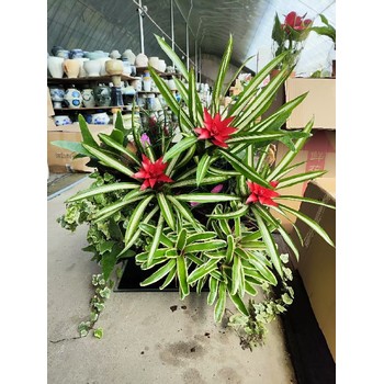 烏魯木齊市陽(yáng)臺(tái)、陽(yáng)光房生態(tài)植物綠植墻面工廠