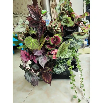 寧波市多肉植物綠植墻面工廠