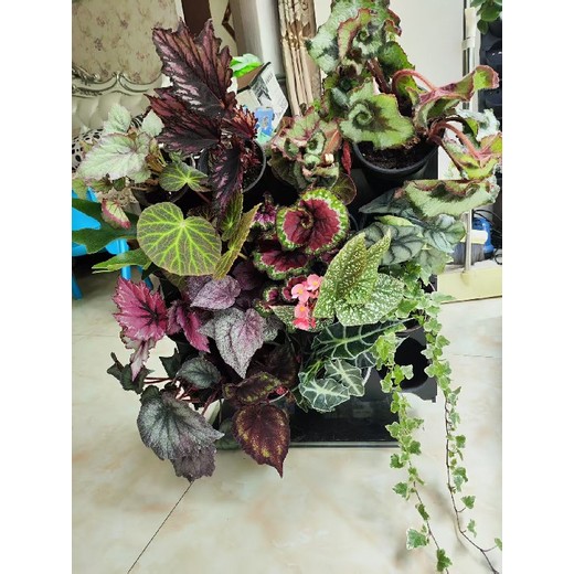 鄭州市生態(tài)屋屋頂花園蜂巢可移動(dòng)垂直綠化案例