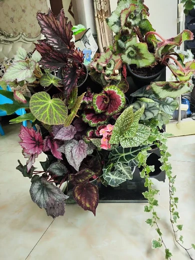 貴陽(yáng)市書房廚房蜂巢可移動(dòng)垂直綠化設(shè)計(jì)案例