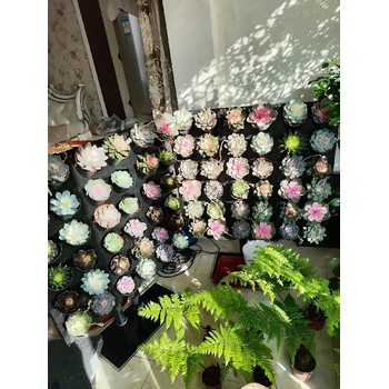 洗浴、會(huì )所特色裝飾裝修特色屏風(fēng)隔斷植物綠植墻面種植盒批發(fā)