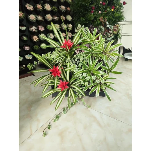 無錫市屏風隔斷蜂巢可移動垂直綠化設(shè)計案例