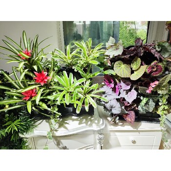 唐山市陽臺(tái)、陽光房生態(tài)植物綠植墻面設(shè)計(jì)施工