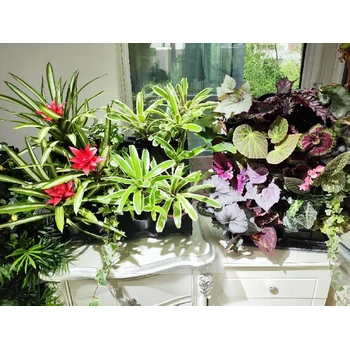 烏魯木齊市秋海棠熱植植物綠植墻面花盆