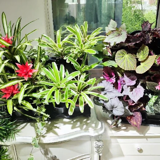 西寧市生態(tài)屋屋頂花園網(wǎng)紅特色軟裝立體綠墻設(shè)計(jì)施工