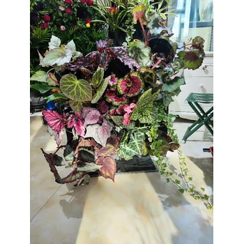 烏魯木齊市秋海棠熱植植物綠植墻面花盆