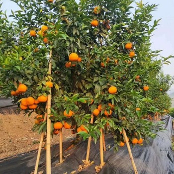 云南防草布報(bào)價(jià)及圖片,防草布批發(fā)廠家除草地布