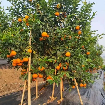 上海防草布報價及圖片,酒泉塑料防草布廠家透水透氣