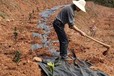 上海防草布報(bào)價(jià)及圖片,防草布哪種好除草地布