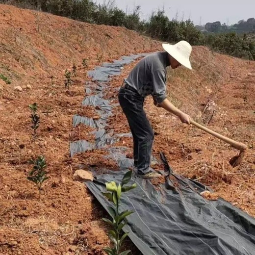 云南防草布報(bào)價(jià)及圖片,防草布的使用壽命抑草布