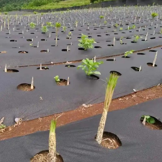 云南防草布報價及圖片,南寧防草布廠園藝保濕