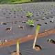 除草布圖