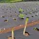 雅安防草布生產(chǎn)廠家柑橘果樹(shù)防草布果園農(nóng)業(yè)圖