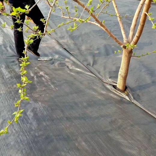 上海防草布報價及圖片,園藝防草布廠家透水透氣