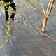抑草布圖