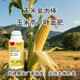 玉米金大棒批發(fā)圖