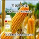 玉米高產(chǎn)金大棒功效圖