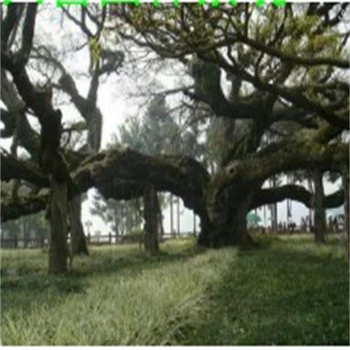 運(yùn)城新絳縣餐廳人造假樹制作廠家-假樹施工隊(duì)-上門安裝