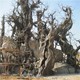 永年縣餐廳仿真樹(shù)圖