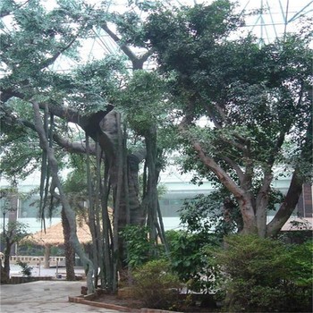 張家口懷來縣小型餐廳仿真樹制作廠家-承接假樹工程13年