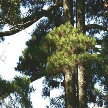 淄博淄川區(qū)大型人造仿真桃花樹制作廠家-假樹施工隊