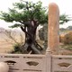 德州樂陵市室內(nèi)水泥人造假樹制作廠家-假樹施工隊-上門安裝產(chǎn)品圖