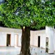 呼和浩特餐廳仿真樹圖