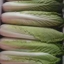 觀瀾鎮(zhèn)蔬菜農(nóng)產(chǎn)品配送報(bào)價(jià)