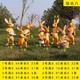 玻璃鋼兔子雕塑圖