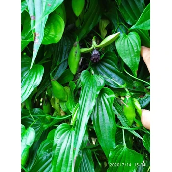 重慶榮昌百部苗公司