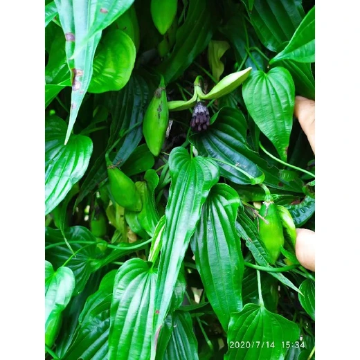 云南德宏百部苗批發(fā)九十九條根