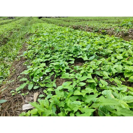 四川南充百部苗多少錢一顆