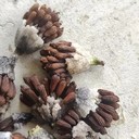 重慶渝北百部苗