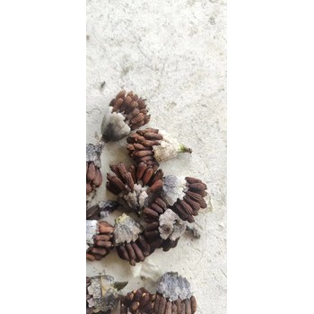 重慶奉節(jié)馴化百部苗