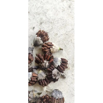 重慶榮昌百部苗公司