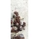 重慶百部苗圖