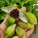 重慶秀山良種百部苗