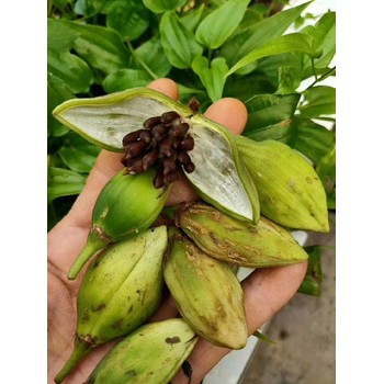云南西雙版納馴化百部苗九十九條根