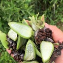 重慶榮昌出售百部苗九十九條根