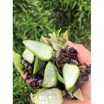 重慶南岸百部苗公司