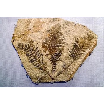 新鄉(xiāng)化石靠譜交易免費鑒定化石聯(lián)系方式