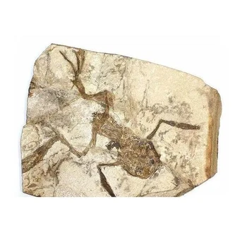 吉安化石現(xiàn)金交易現(xiàn)金上門收購化石電話