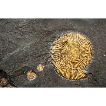 吉安化石現(xiàn)金交易現(xiàn)金上門收購化石電話